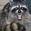 SLPS RACCOON