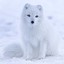 SnowFox