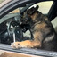dog with cigarete