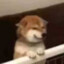 白给少年