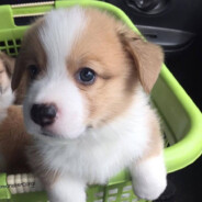 斯琴高娃吊打羊胎素