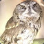 Incredulous Owl