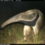 TAMANDUA BANDERA