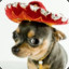 The mexican dog