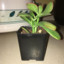 TimmyThePlant