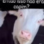 VACA ALUCINADA