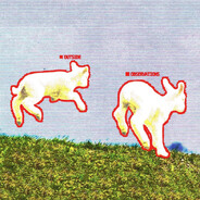 Sheep