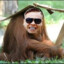 Diho Orangutan