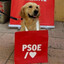 Perro Sanchez.