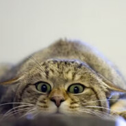 SmbdyNbdy