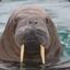 Walrus