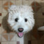 Pizza-dog