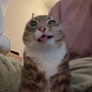 хуй осминога