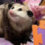 Trans Loving Possum