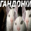 ГАНДОНКИ's avatar
