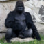 PANDİK