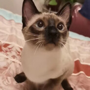 没有反馈手在抖