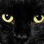 Black cat john brown