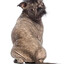 CACHORRO DO DIVINO