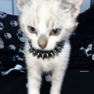 арлекин 40000