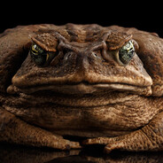 Evil animal