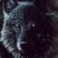 Black-Wolf