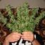 im1for420