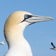 Northern Gannet