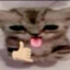 lvsh