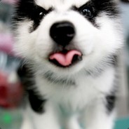 加速同调连你的马都能超度