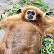 [CI] Kenny The Warlo avatar