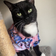 dapper cat