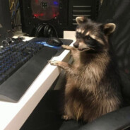 Грустный Енот - steam id 76561197960679726