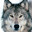a real wolf's Avatar