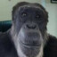 ciorny szympans