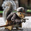 A Jedi Pirate Squirrel