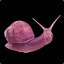 PinkSnail