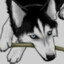 WhiteHusky17