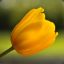 yellow.tulip15