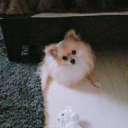 miyu