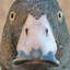 Swallow