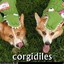 Corgidile