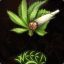 ganja_power