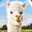 Happy Alpaca