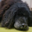 Old Lady