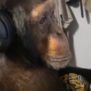 Monkey Playin' CS