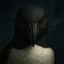 Razorbill
