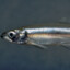 Smelt Fish