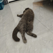 月抛死冯