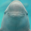 porpoise